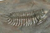 Crotalocephalus Trilobite - Jorf, Morocco #348407-2